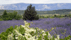 Lavender Fields