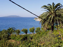 Podaca