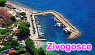 Zivogosce